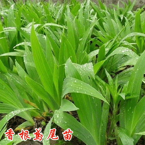 香根鳶尾苗價格是多少?香根鳶尾種植條件與要求