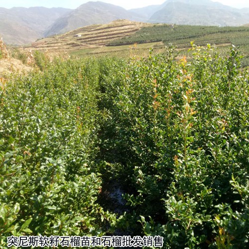 軟籽石榴種植賺錢嗎？