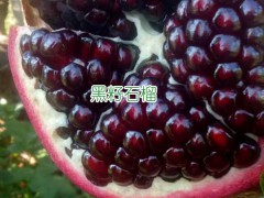 黑籽石榴的特點？黑籽石榴樹苗哪里有賣圖3