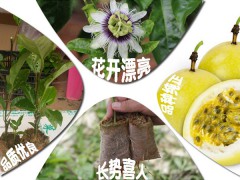 百香果苗怎樣種?_百香果苗種植場圖3