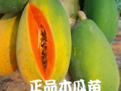 木瓜苗多少錢一棵?圖3