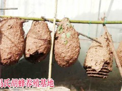 昆明大理麗江胡蜂養殖技術培訓圖3