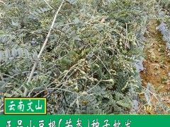 山豆根的正確種植方法!圖3