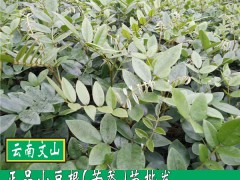 購買山豆根種子6個要點, 選購種子的方法技巧_山豆根種植網圖3