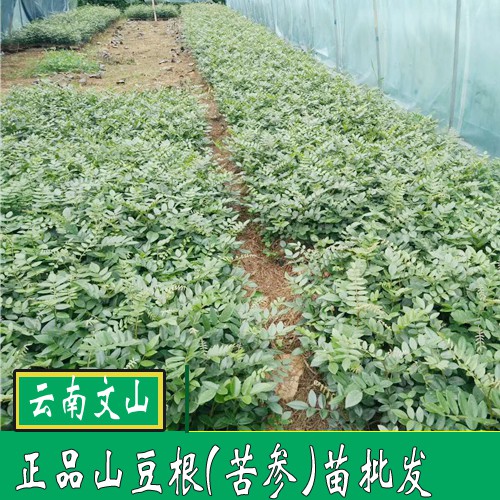 山豆根苗_廣西南寧市上林縣價格400元/斤