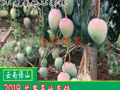 2018-2019青芒果多少錢一斤圖3