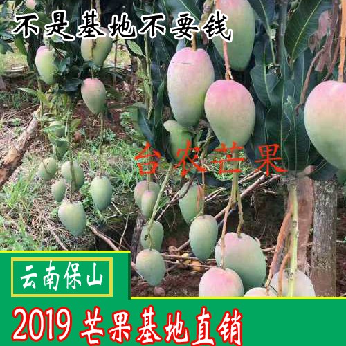 吃青芒果的好處？芒果怎么吃？