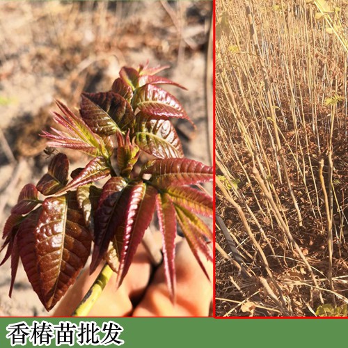 香椿(又叫香椿芽)溫棚種植關(guān)鍵點(diǎn)