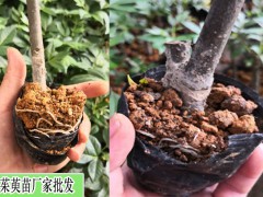 吳茱萸樹苗多少錢一棵(價格表)圖2