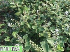 蔓荊子(種苗)價格_今日行情蔓荊子(種苗)價格為0.9元/株圖3