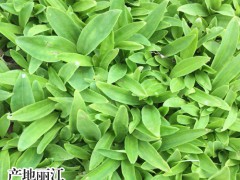 秦艽的種植技術(shù)_秦艽的生長習(xí)性?_秦艽的育苗技術(shù)?圖2