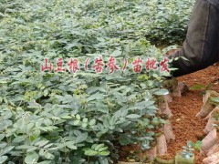 貴州哪里有種植山豆根，山豆根圖片圖3