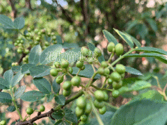 花椒樹苗_花椒籽栽種為何不出芽？花椒種植技術資料圖3