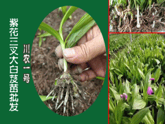 昆明白芨種苗,昆明白芨種苗批發/價格/采購,圖3