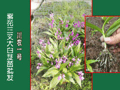 三叉白芨組培苗#紫花白芨種#云南農業科技有限公司圖2