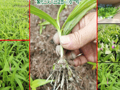 云南白芨價格|云南廣西貴州四川白芨種植#白芨中藥材市場前景圖2