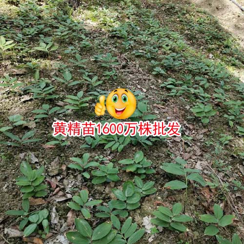 黃精多少錢一噸？黃精中藥材種植廠家