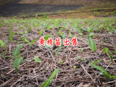 黃精(金)藥材收購價錢和種植技術(shù)_云南文山黃精苗木價錢圖2