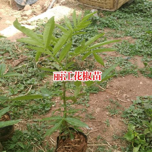 麗江市【花椒苗種植時(shí)間】價(jià)格多少一棵