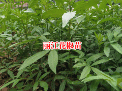 麗江市【花椒苗種植時間】價格多少一棵圖2