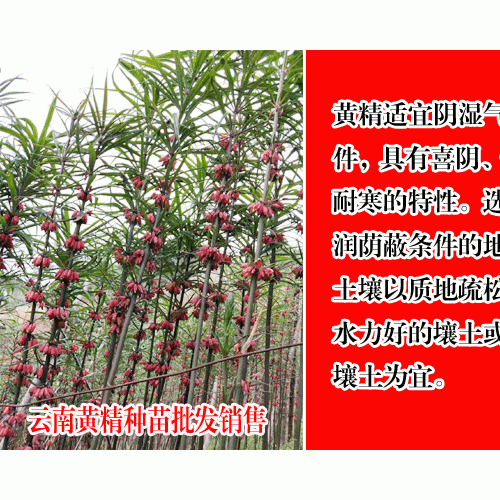 黃精畝產(chǎn)多少公斤與種植成本與利潤分析?