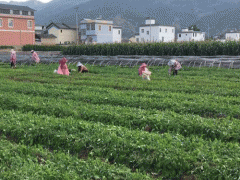 荷花池藥市續斷行情圖3