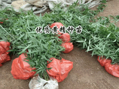 200萬一年紅花滇黃精種子苗上市，圖3