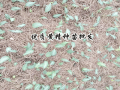 優(yōu)質(zhì)黃精種苗_黃精種苗經(jīng)濟(jì)效益怎么樣-農(nóng)信黃精苗供應(yīng)圖2