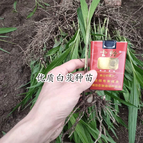 白及1畝要是多少錢苗木種植?