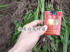 白及1畝要是多少錢直接費用?圖2