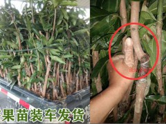 芒果樹苗要多少錢一株？圖2