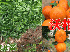 沃柑樹(shù)苗_2019-07-05產(chǎn)地沃柑樹(shù)苗多少錢(qián)一株圖3