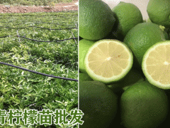 青檸檬苗供應_云南青檸檬苗公司_2019青檸檬苗種植技術與要求圖2