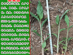 云南紅河草果苗0.73/棵,平穩價格圖2