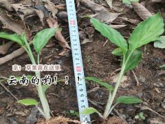 云南紅河草果苗0.73/棵,平穩價格圖3