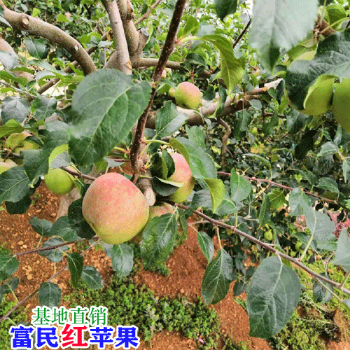 昆明蘋果多少錢一斤?_昆明水果市場價格表