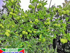 昆明市新鮮水果劃算嗎?_昆明市今天新鮮水果市場行情圖2