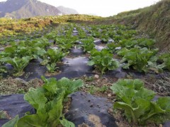 2019白菜價格多少錢一噸圖2