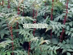 青花椒苗_青花椒苗要多少錢一株(顆)圖2