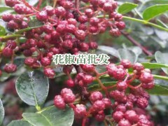 花椒苗_花椒的栽種時(shí)間與方式 -昭通苗木有限公司圖2