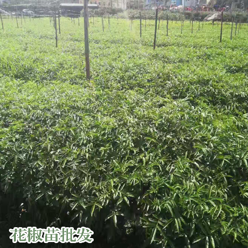 青花椒苗價格_哪些品好_兩年開花結果