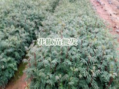 青花椒苗價格_哪些品好_兩年開花結(jié)果圖2