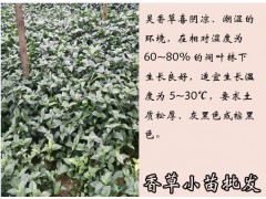 零陵草,廣零陵香_云南香草種苗供應(yīng)商圖2