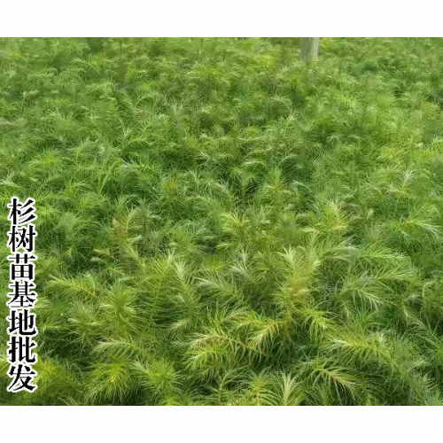 永德縣華山松苗圃基地|華山松苗木基地出苗率 |產地批發電話