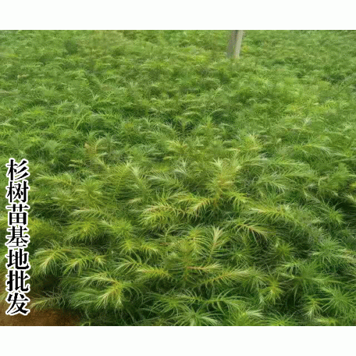 濕地松價格_2019*濕地松種植基地小苗出售