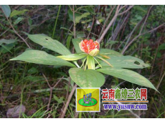 產(chǎn)地白芨中藥材種苗、種子批發(fā)#紅河白芨小苗批發(fā)銷售圖1