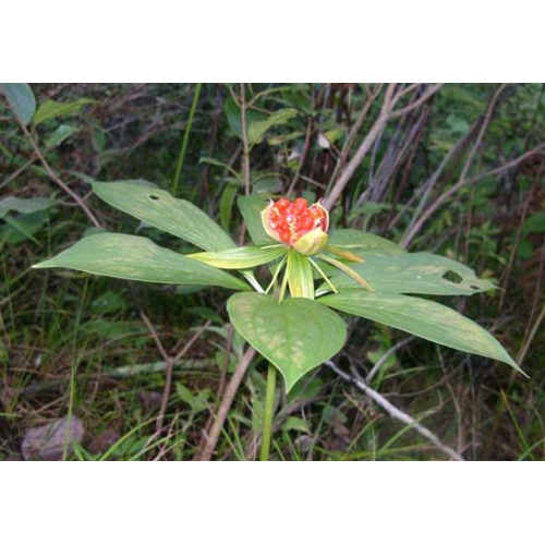 今年哪些地方適合種白芨*白芨小苗采購找哪里*白芨小苗基地信息