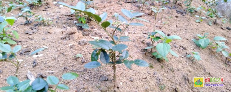 山豆根種植技術