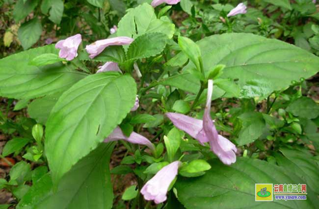 板藍根種植技術