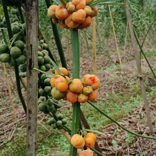 種黃精需要多少錢?兩種種植模式